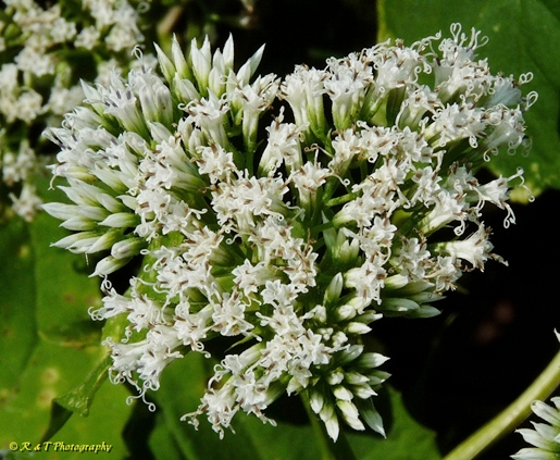 {Mikania scandens}